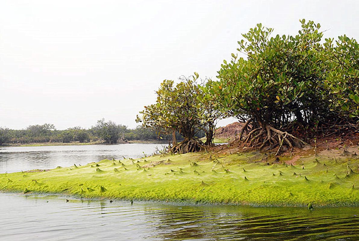Photograph the biodiverse allure of Nam Dinh’s nature
