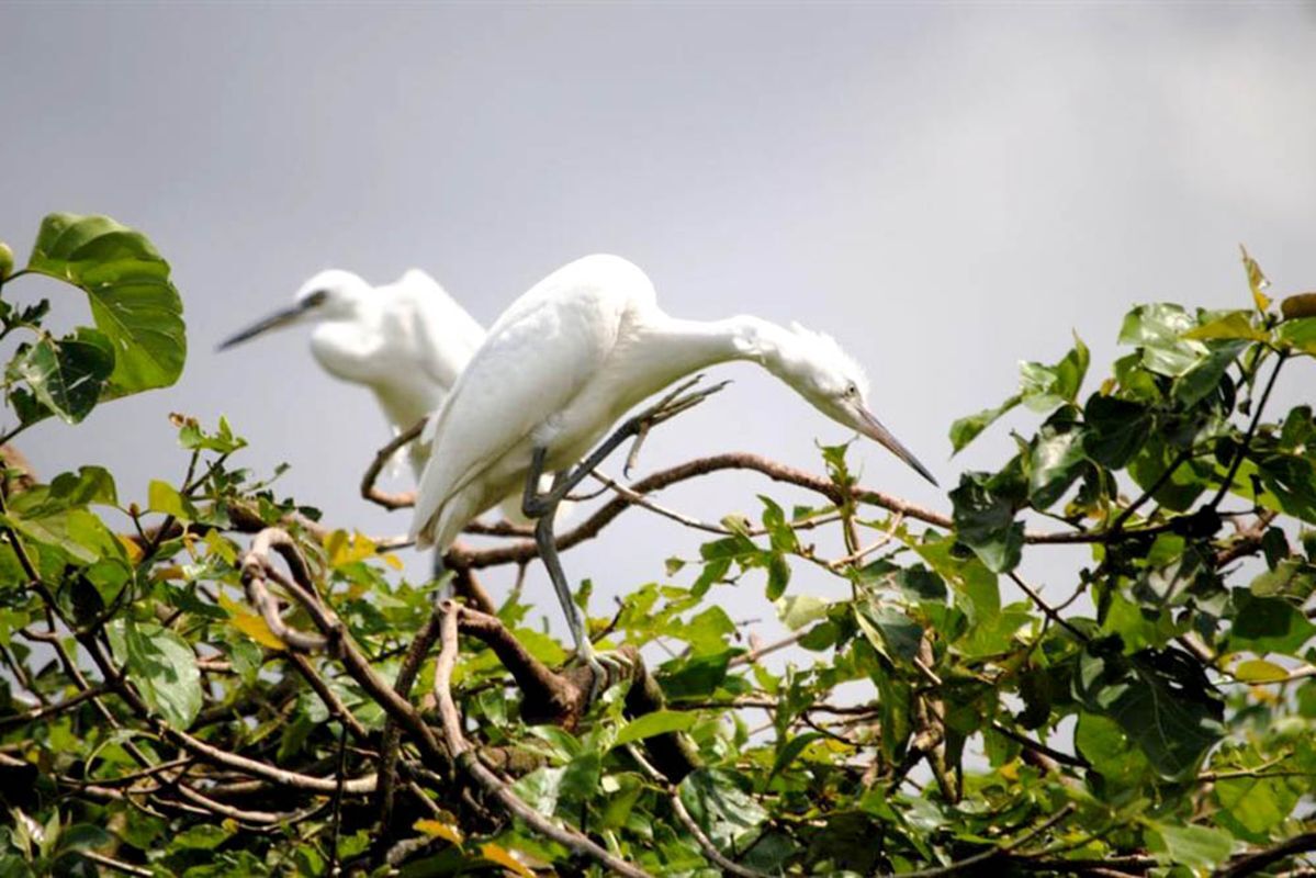 Photograph the wild allure of Ca Mau’s wildlife