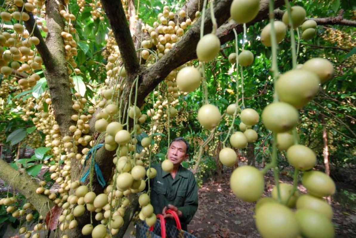 Experience Ben Tre Tours with sustainable adventures