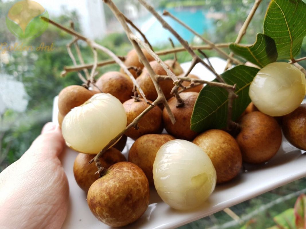 Ancient Longan Garden - an interesting and ‘tasty’ treat