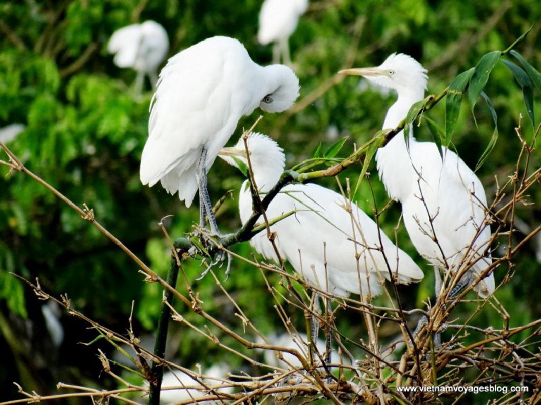 Capture the vibrant birdlife of Can Tho’s eco-tourism gem