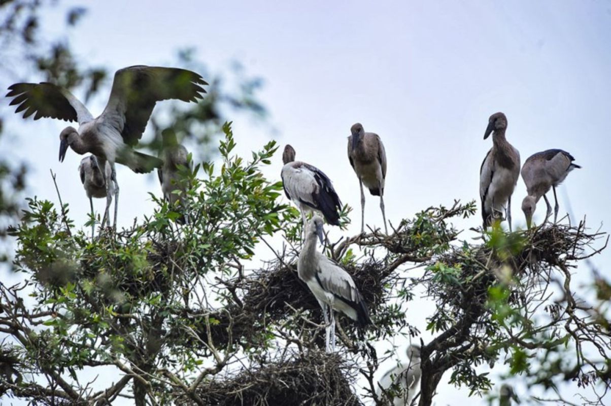 Dive into the verdant charm of Ca Mau Travel