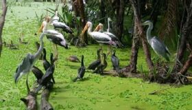 Capture the serene beauty of Hau Giang’s ecological gem