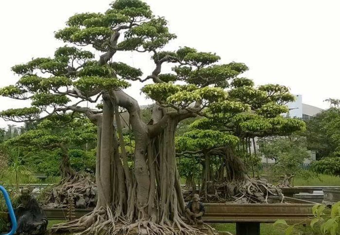 Capture the lush beauty of Hung Yen’s eco-tourism gem