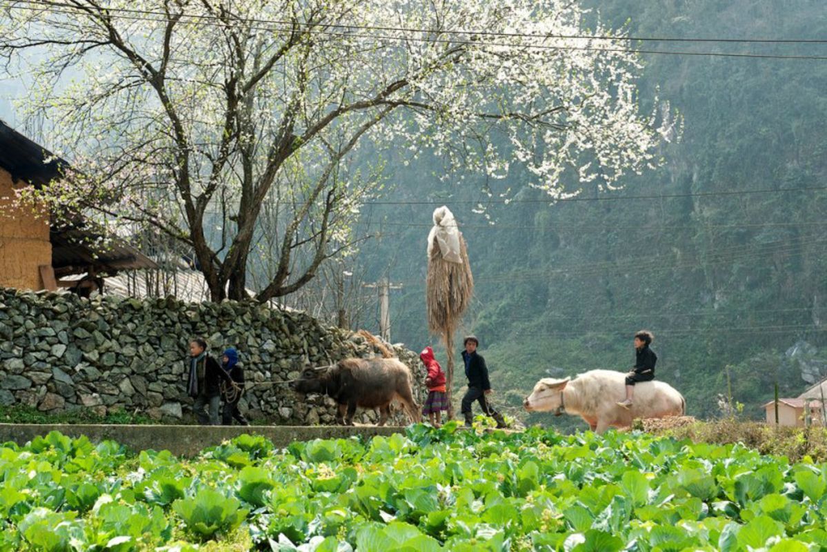 Capture the vibrant beauty of Tuyen Quang’s highland gem