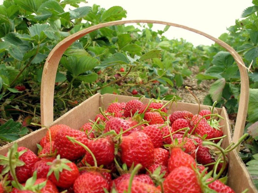 Strawberry gardens