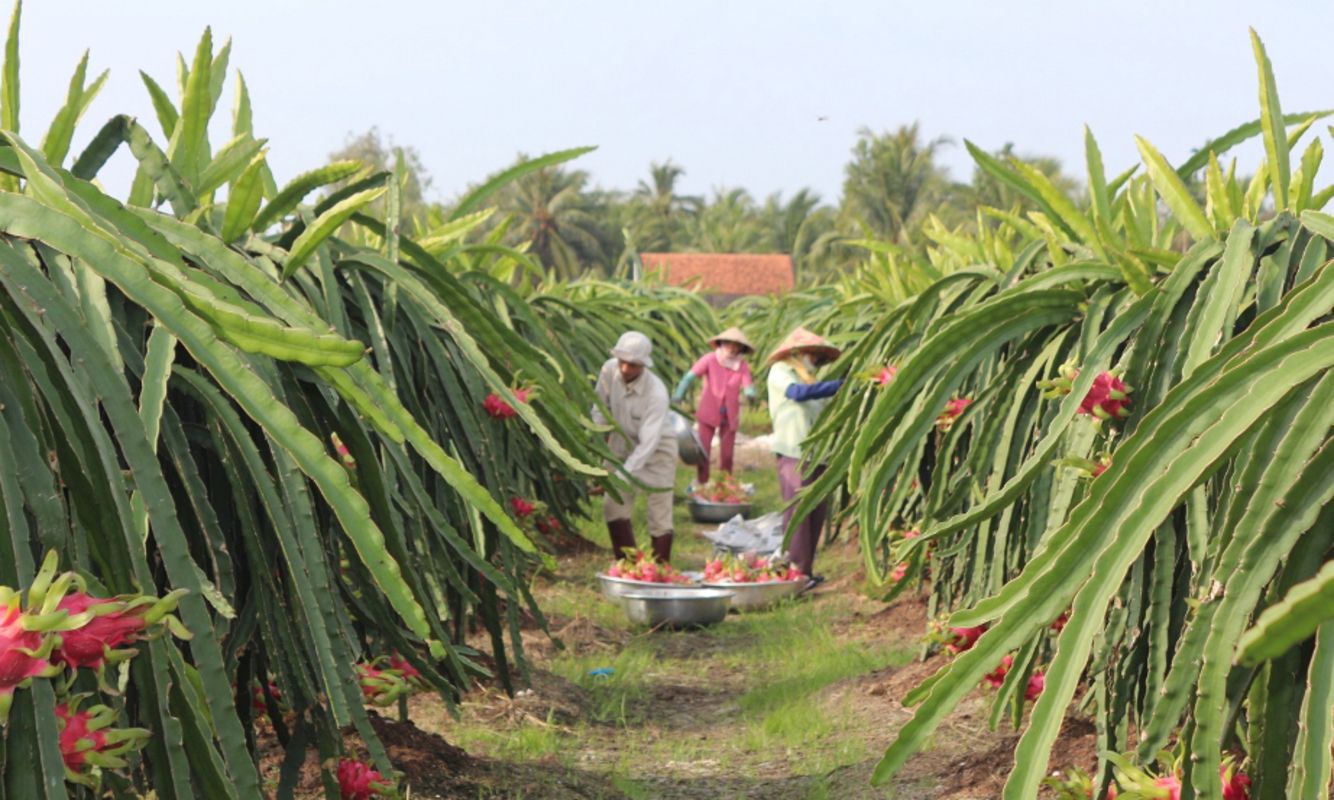 Learn Tien Giang’s agricultural heritage with expert insights