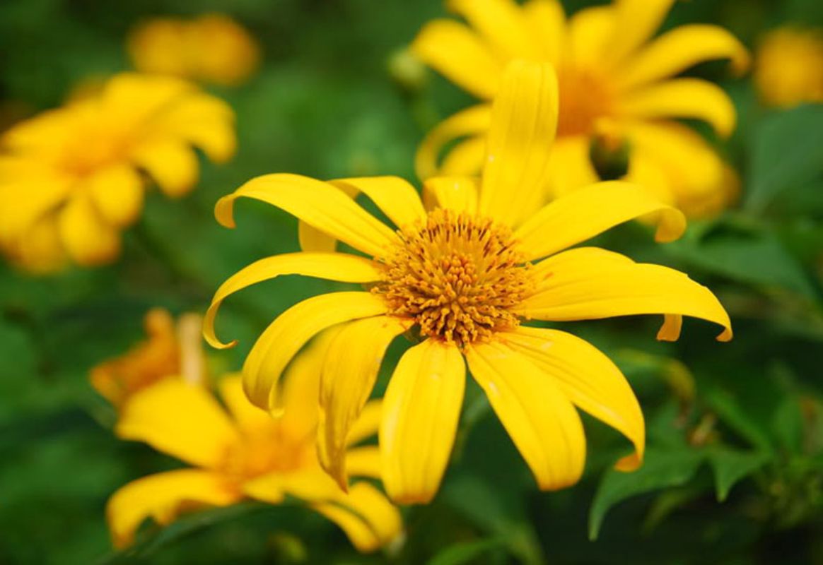 Capture the golden beauty of Hanoi’s floral gem
