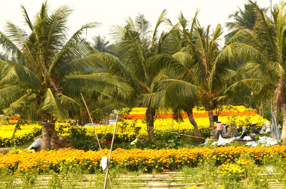 Learn Ben Tre’s cultural legacy with expert insights
