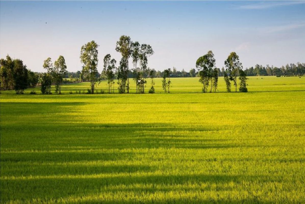 Experience Dong Thap Tours with sustainable adventures