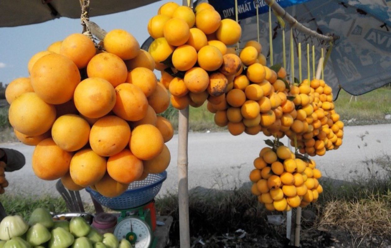 Photograph the lush allure of Vinh Long’s fruit paradise