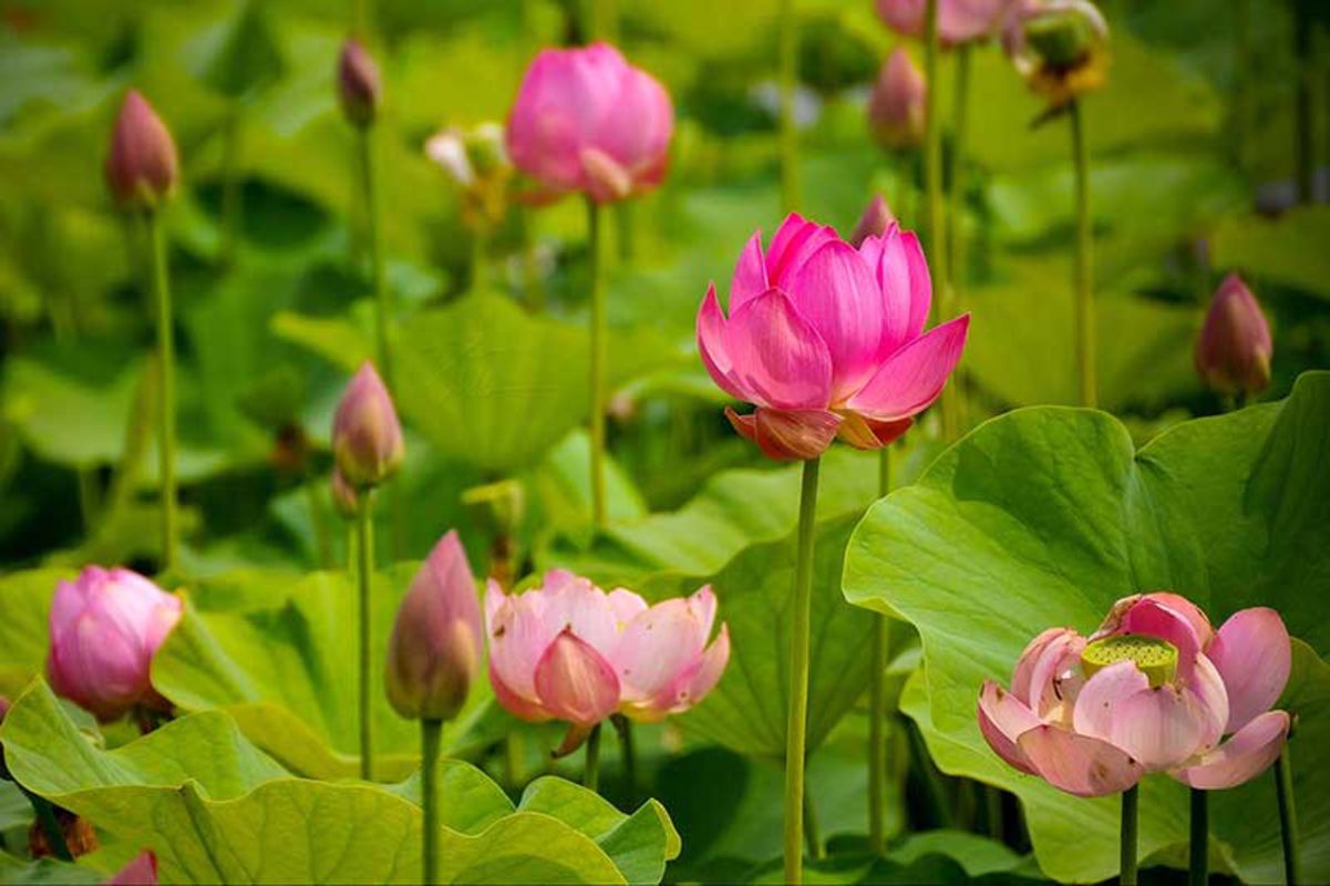Dong Thap Muoi - A large lotus field - Capture the vibrant essence of Dong Thap’s floral gem