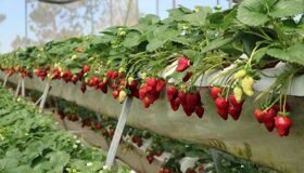 Capture the sweet beauty of Da Lat’s agritourism gem