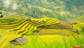 Dive into the festive charm of Ha Giang Travel