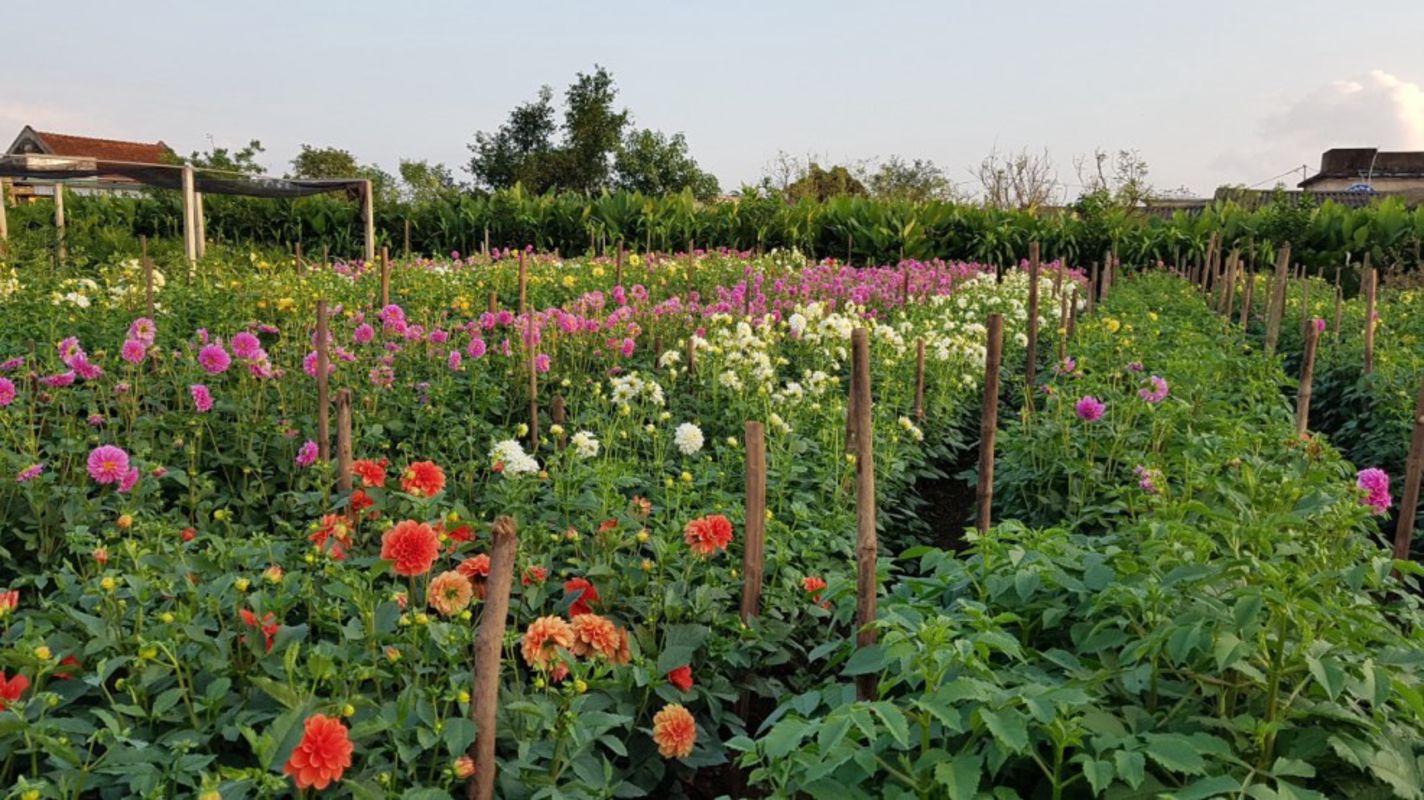 Seize the vibrant spirit of Hung Yen Travel