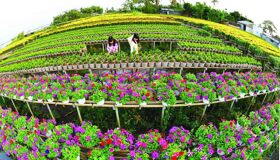 Dive into the cultural charm of Dong Thap Travel