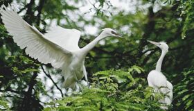 Capture the vibrant biodiversity of Ca Mau’s eco-tourism gem