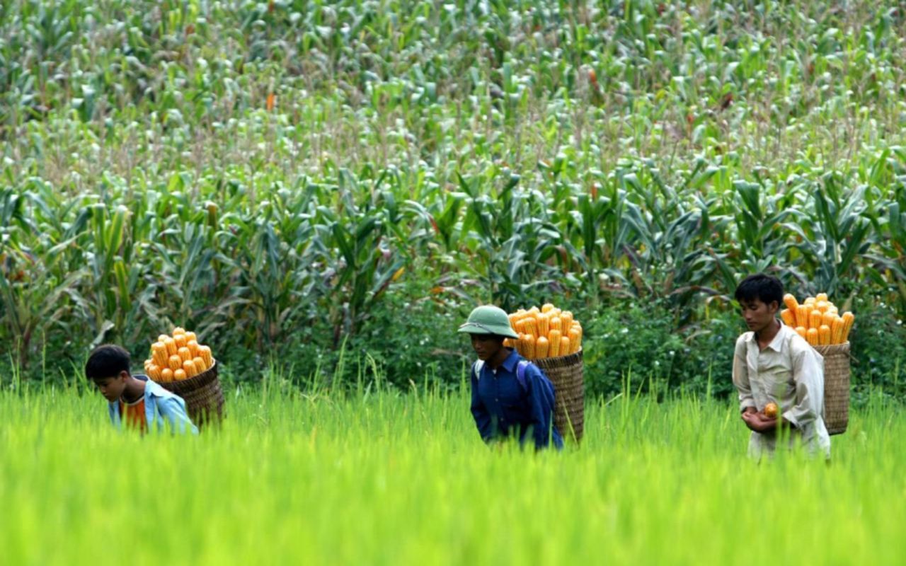 Seize the flavorful spirit of Tuyen Quang Travel