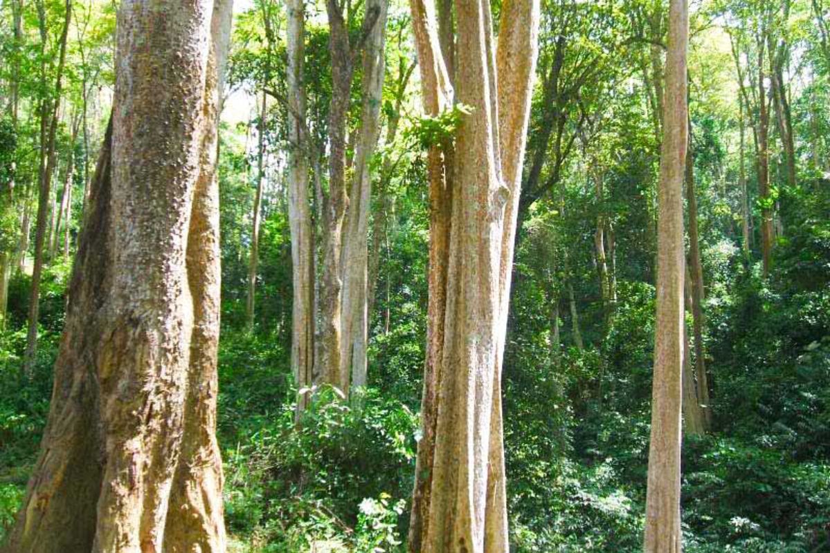 Photograph the vibrant biodiversity of Nghe An’s heritage