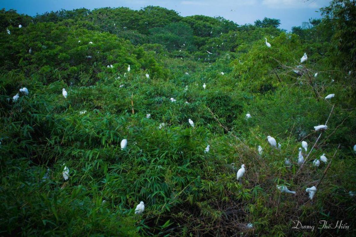 Vam Ho Bird Sanctuary - Start your Ben Tre Travel with tranquil vistas