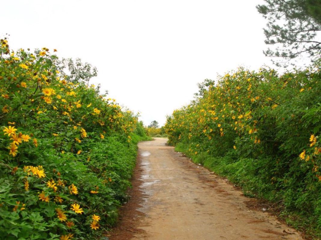Experience Dak Lak Tours with sustainable adventures