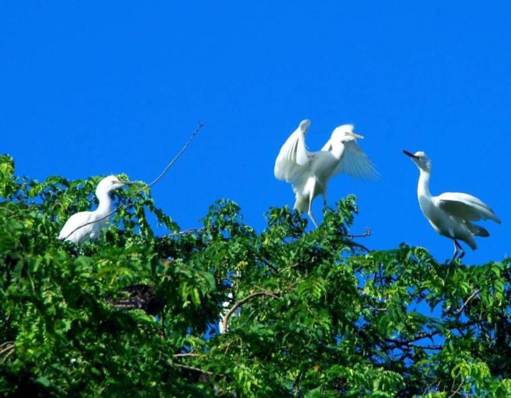 Start your Ca Mau Travel with tranquil vistas