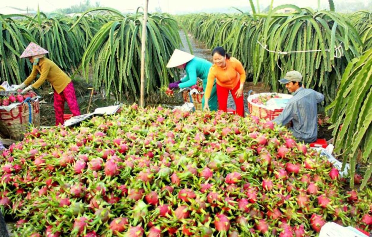 Start your Long An Travel with vibrant agricultural vibes