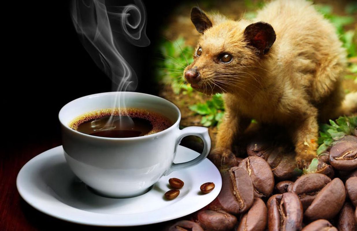 Photograph the rich allure of Da Lat’s coffee scene