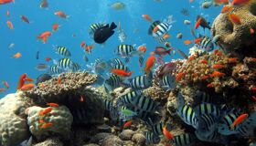 Capture the underwater beauty of Phu Quoc’s marine gem