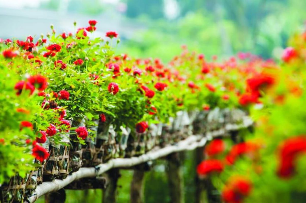 Photograph the vibrant allure of Dong Thap’s bounty