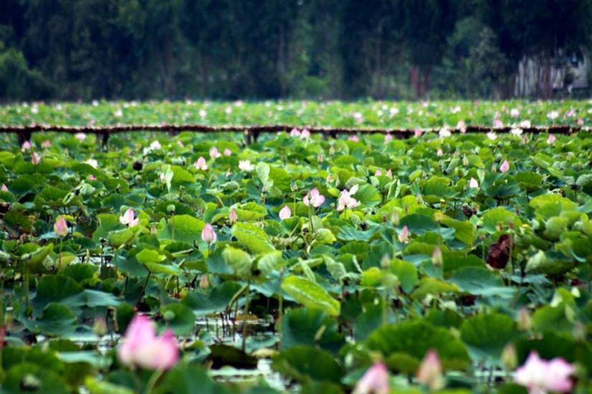 Dive into the tranquil charm of Long An Travel