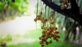 Dive into the cultural charm of Ben Tre Travel