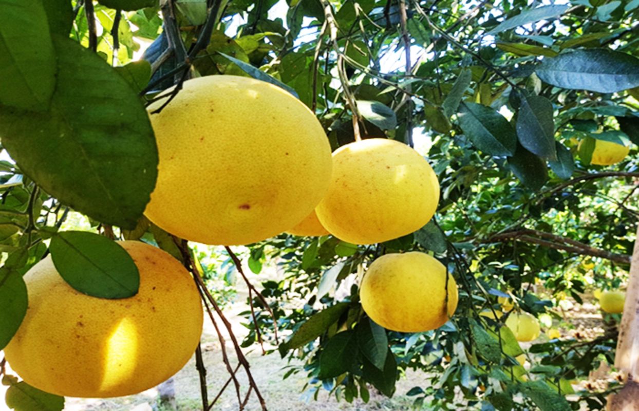 Phuc Trach Pomelo - "Bưởi Phúc Trạch"