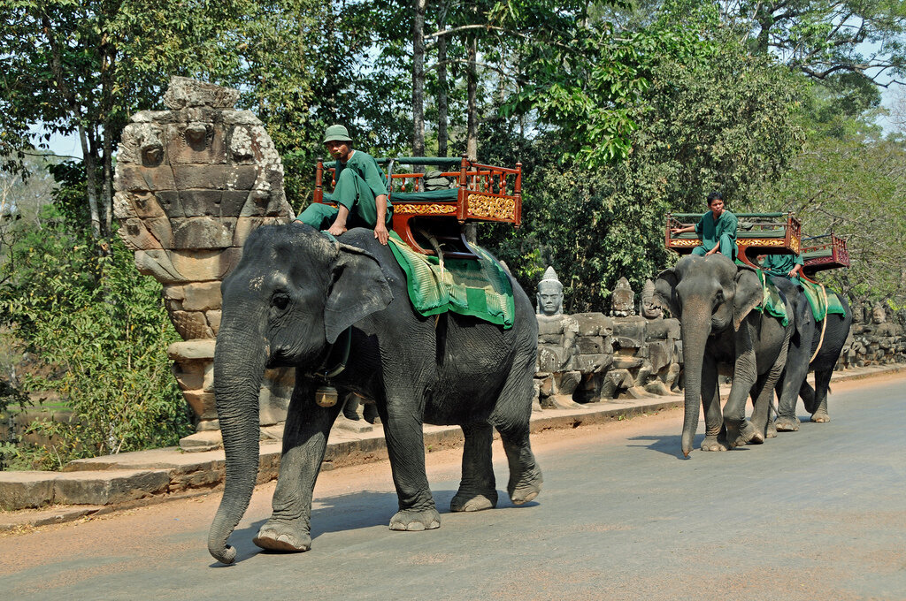 Elephants walking through Angkor Thom Temples, Siem Reap