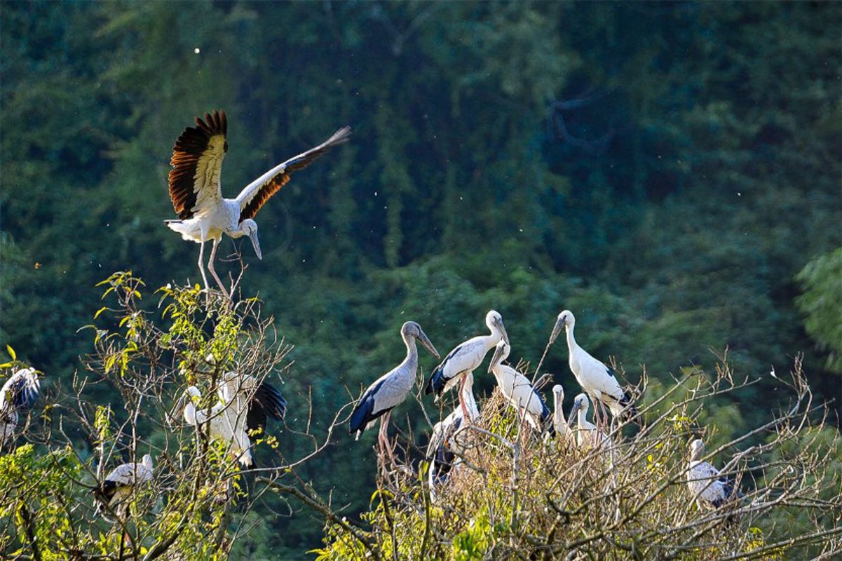 Capture the biodiversity of Ninh Binh’s eco-tourism gem