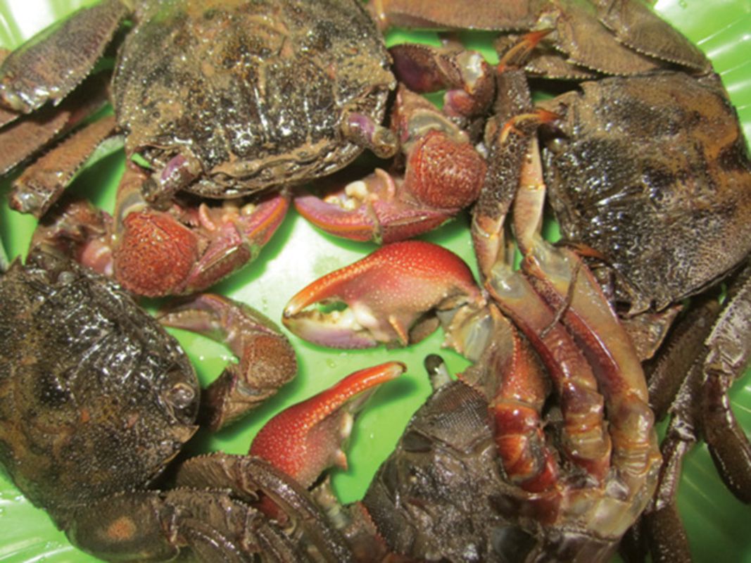 Learn Ca Mau’s heritage with expert insights
