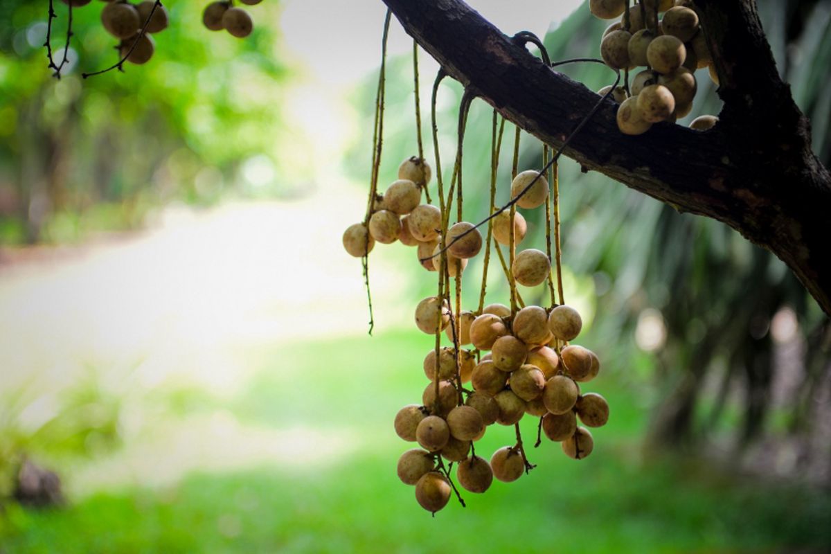 Capture the tropical beauty of Ben Tre’s eco-tourism gem