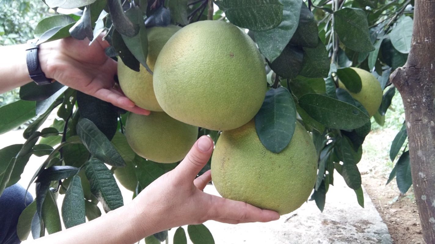 Capture the citrusy essence of Ha Tinh’s culinary gem
