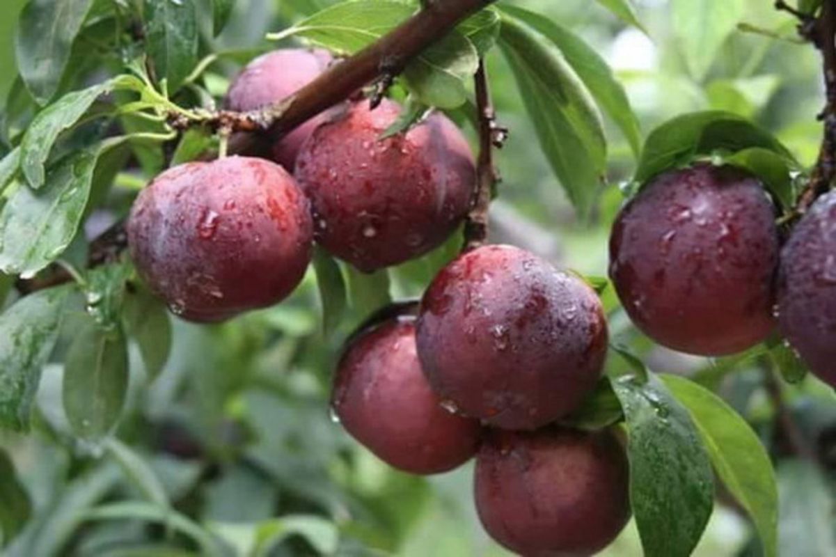 Start your Da Lat Travel with fresh fruit vibes