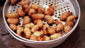 Dive into the bold taste of Bac Lieu Travel