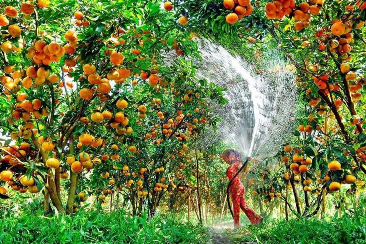 Capture the sweet beauty of Dong Thap’s eco-tourism gem