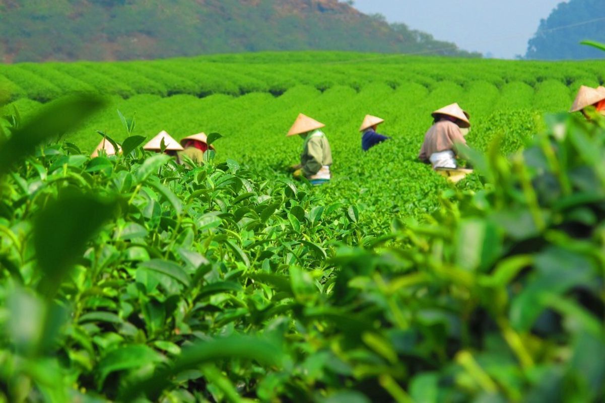 Green Tea Island - Embrace the vibrant spirit of Nghe An Travel adventures