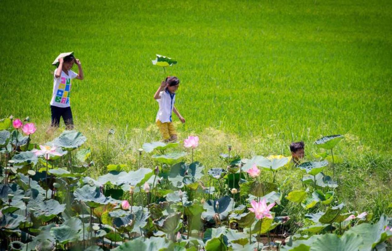 Photograph the serene allure of Long An’s wetland