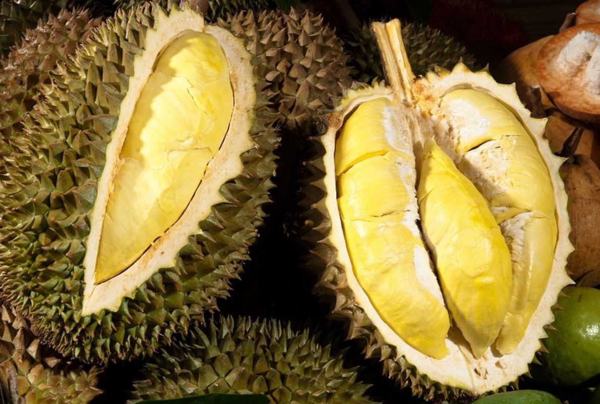 Ri 6 Durian - "Sầu riêng Ri 6"