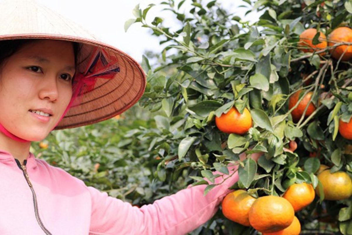 Huong Son’s Bu Orange - "Cam Bù Hương Sơn"