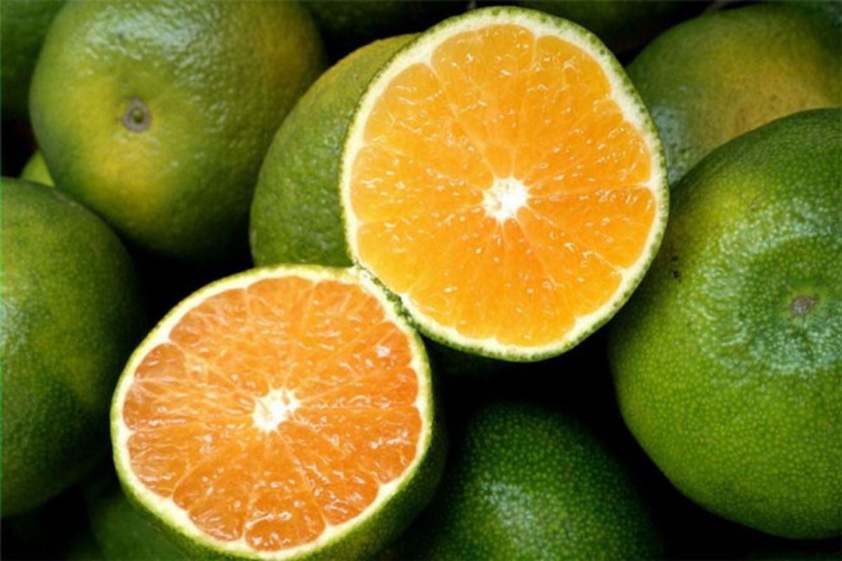 Capture the citrus essence of Vinh Long’s fruit gem