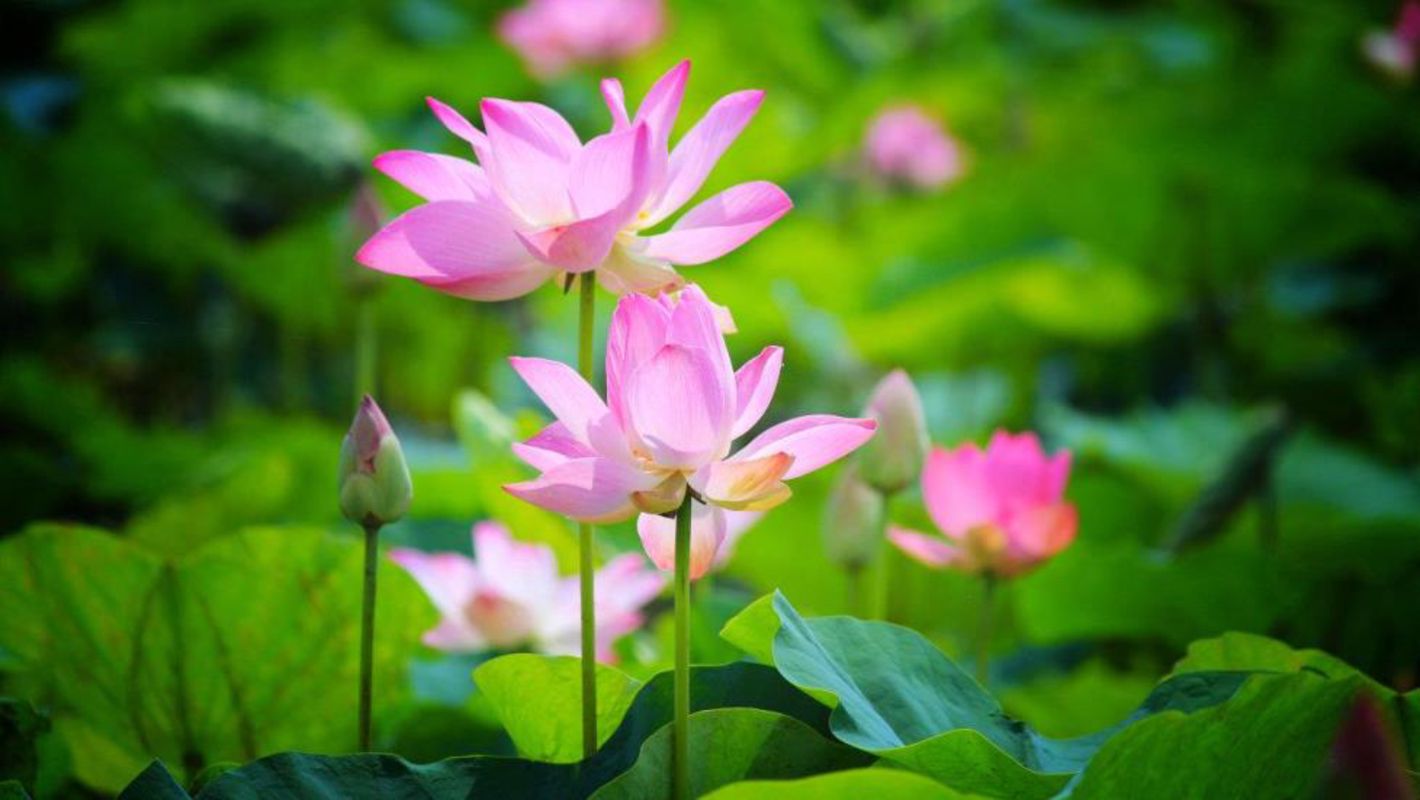 Capture the floral splendor of Dong Thap’s eco-gem