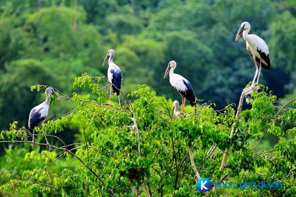 Experience Can Tho Tours with sustainable adventures