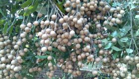 Dive into the flavorful charm of Ca Mau Travel