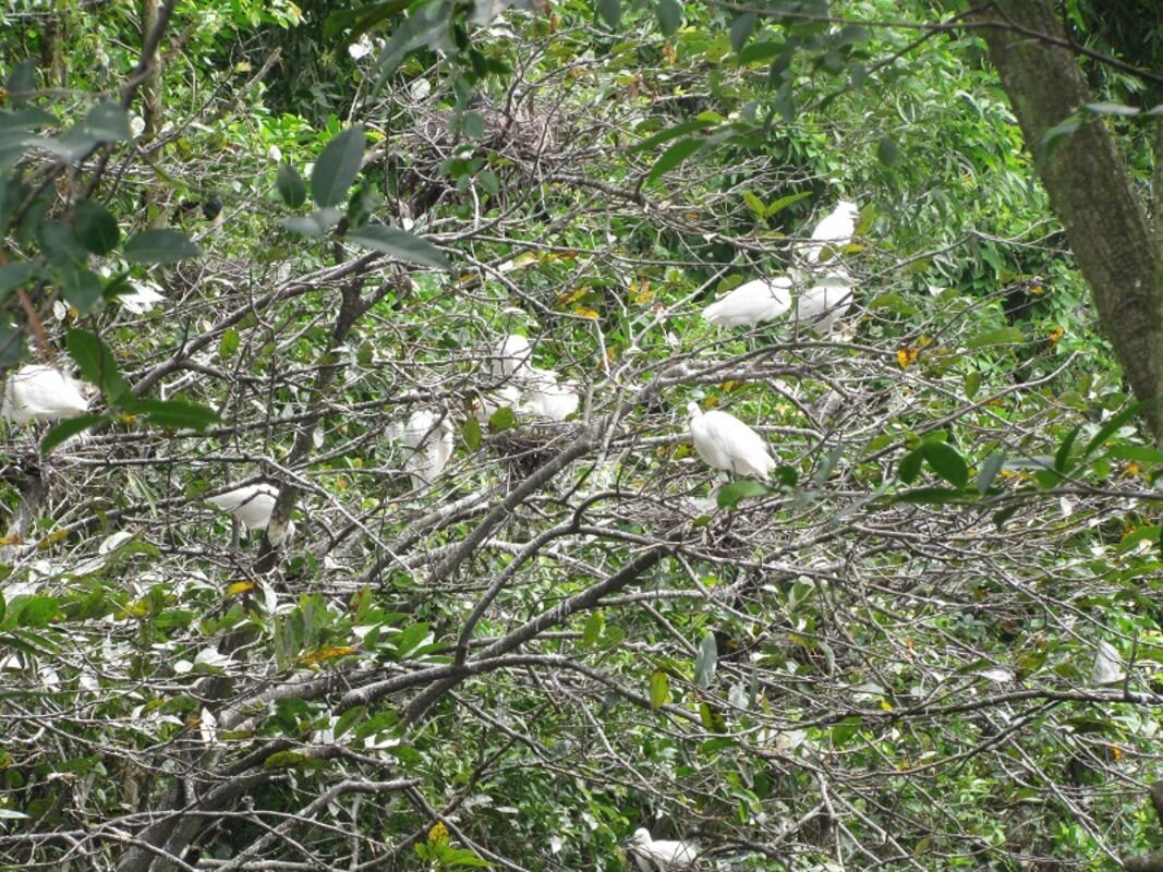Experience Ca Mau Tours with sustainable adventures
